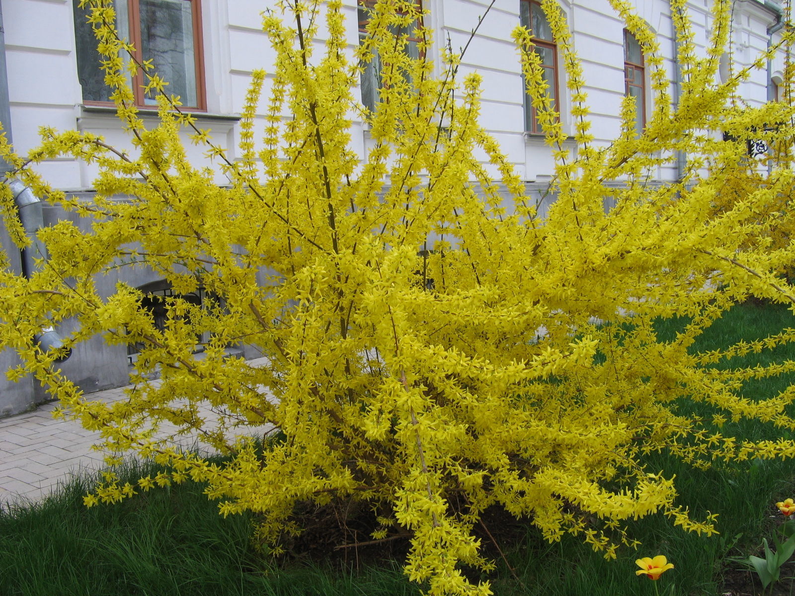 Желтый кустарник название цветущий весной фото. Форзиция Медоуларк. Желтый кустарник форзиция. Форзиция пониклая. Форзиция (форсайтия).